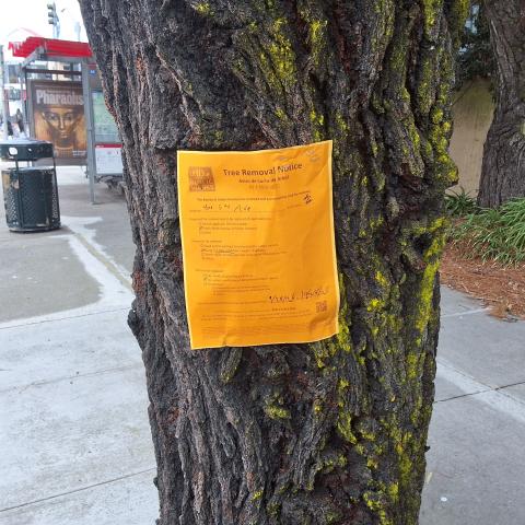 400 6th Avenue tree