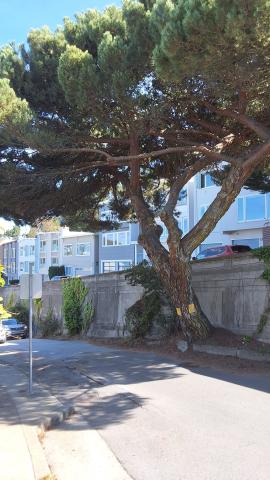 620 Noriega Street tree