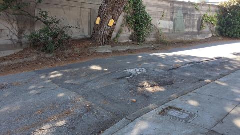 620 Noriega Street tree