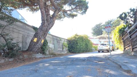 620 Noriega Street tree