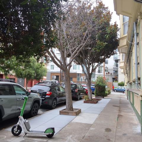 9 Sharon Street tree 