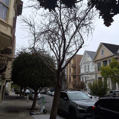 9 Sharon Street tree 