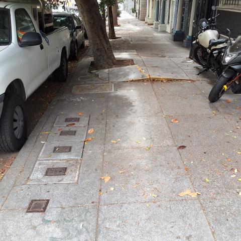 24 Rausch Street tree