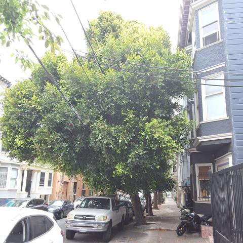 24 Rausch Street tree
