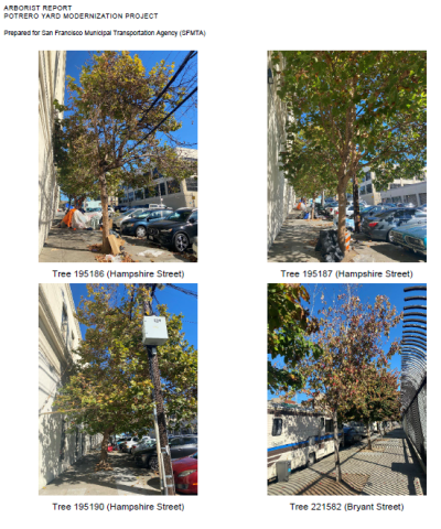 trees