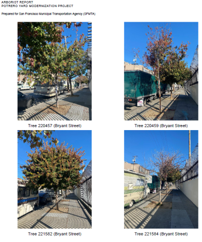 trees