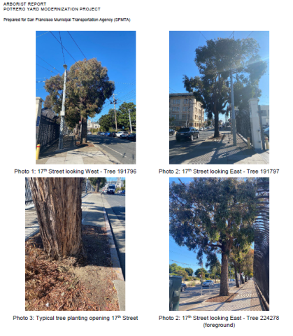 trees