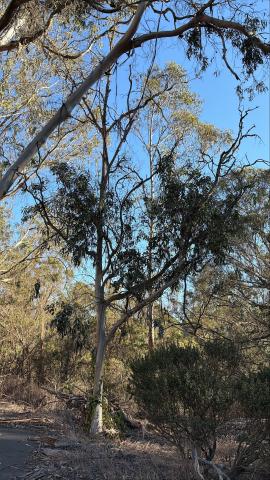OSHAUGHNESSY BLVD | TREE 2
