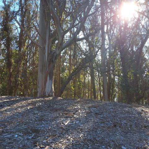 OSHAUGHNESSY BLVD | TREE 1