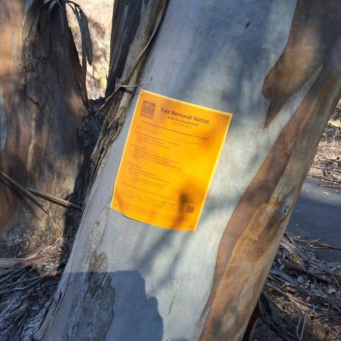 OSHAUGHNESSY BLVD | TREE 3