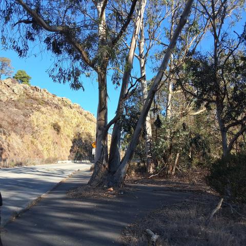 OSHAUGHNESSY BLVD | TREE 3
