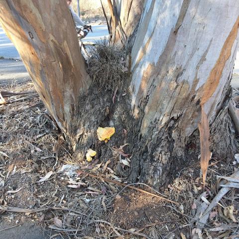 OSHAUGHNESSY BLVD | TREE 3