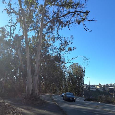 OSHAUGHNESSY BLVD | TREE 3