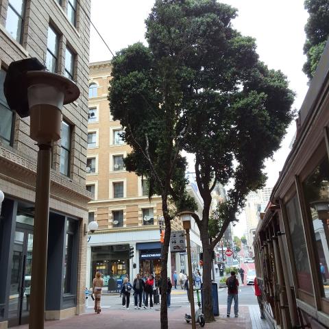 65 Powell St