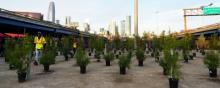 A tree nursery