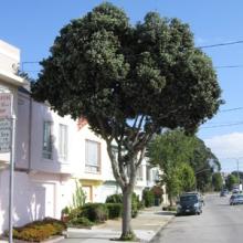 Street Tree Planting