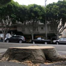 Street Tree Removal